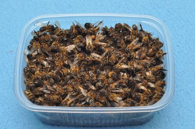 Применение пчелиного подмора