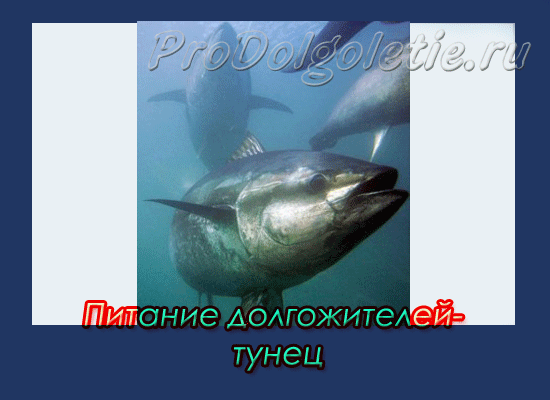 Питание долгожителей - тунец